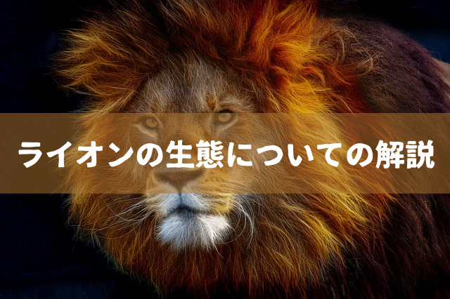 ライオンの生態についての解説